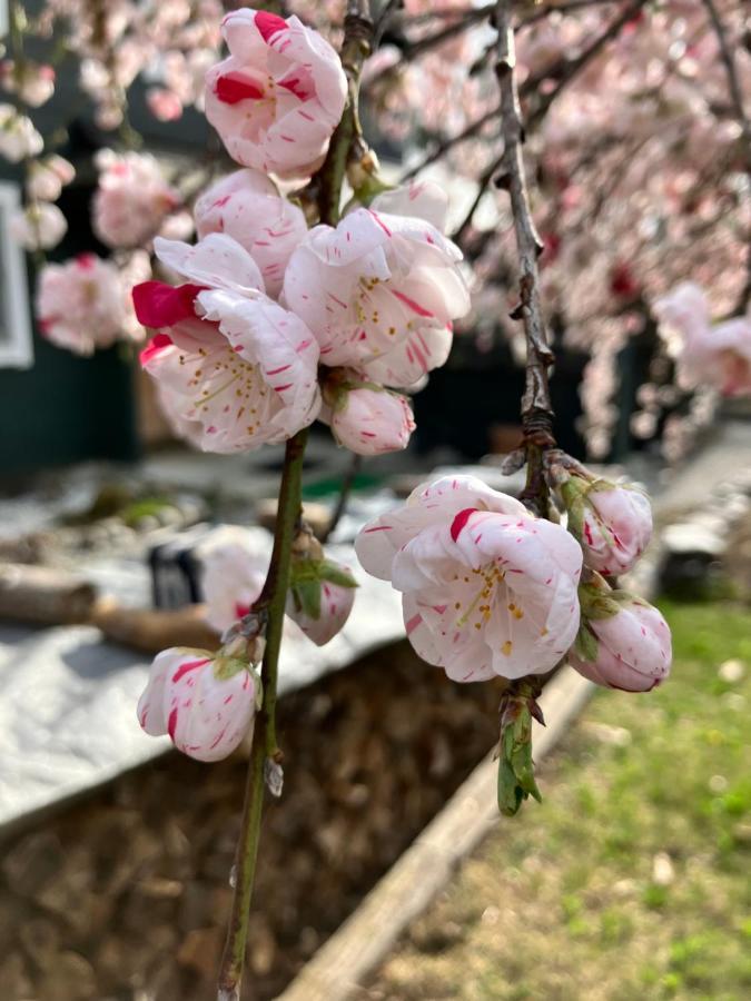 Julian'S English Homestay And Pension Fujimi Exterior foto